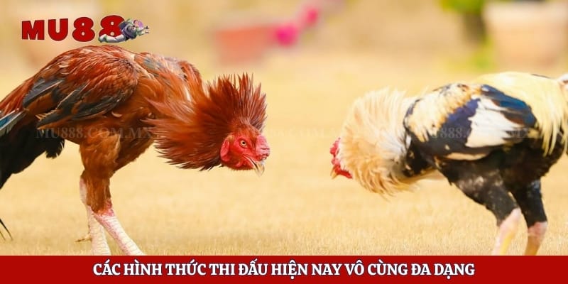 Đá Gà Tre - Tận Hưởng Những Trận Chiến Hấp Dẫn Mỗi Ngày 3 Các hình thức thi đấu hiện nay vô cùng đa dạng