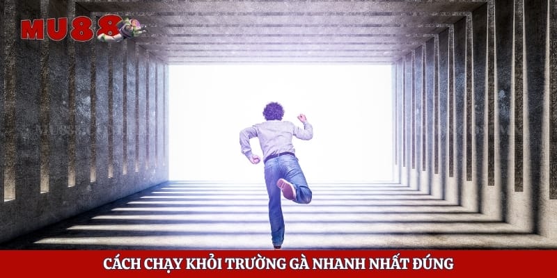 Cách Chạy Khỏi Trường Gà Nhanh Nhất Khi Xảy Ra Sự Cố Bất Ngờ 6 Cách chạy khỏi trường gà nhanh nhất đúng