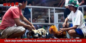 Cách Chạy Khỏi Trường Gà Nhanh Nhất Khi Xảy Ra Sự Cố Bất Ngờ