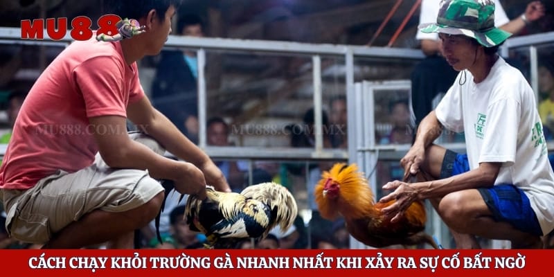 Cách Chạy Khỏi Trường Gà Nhanh Nhất Khi Xảy Ra Sự Cố Bất Ngờ 1 Cách Chạy Khỏi Trường Gà Nhanh Nhất Khi Xảy Ra Sự Cố Bất Ngờ
