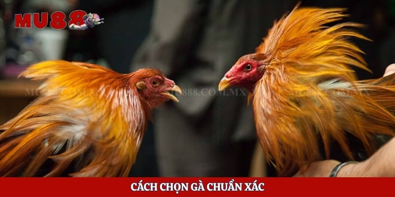 Gà Đá Có Ăn Được Không - Hướng Dẫn Chế Biến Siêu Ngon 6 Cách chọn gà chuẩn xác