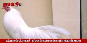 Cách Nuôi Gà Tre Đá – Bí Quyết Rèn Luyện Chiến Kê Khỏe Mạnh