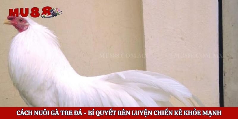 Cách Nuôi Gà Tre Đá - Bí Quyết Rèn Luyện Chiến Kê Khỏe Mạnh 1 Cách Nuôi Gà Tre Đá - Bí Quyết Rèn Luyện Chiến Kê Khỏe Mạnh