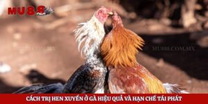 Cách Trị Hen Xuyển Ở Gà Hiệu Quả Và Hạn Chế Tái Phát