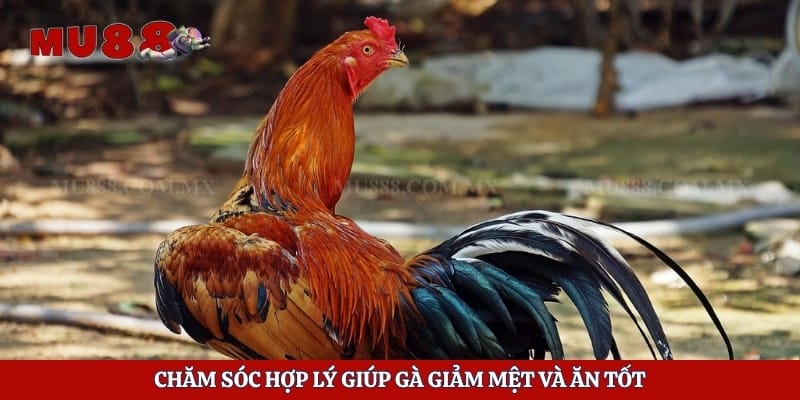 Chăm sóc hợp lý giúp gà giảm mệt và ăn tốt