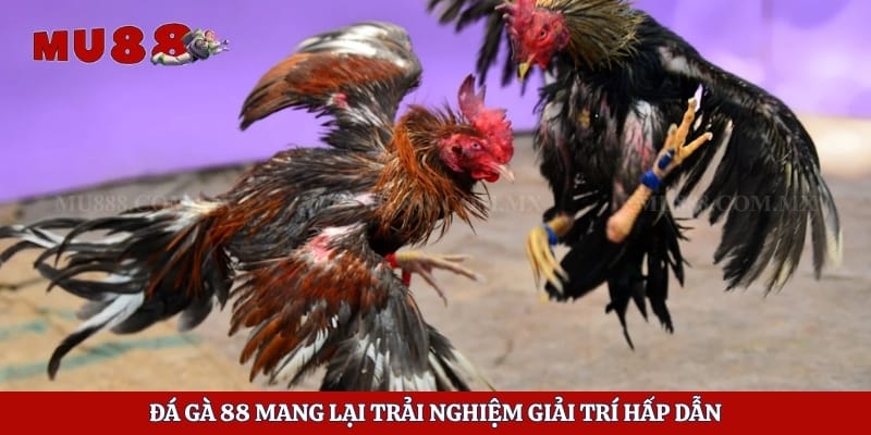 Đá Gà 88 - Sân Chơi Cá Cược Hấp Dẫn Và Những Điều Cần Biết 2 Đá gà 88 mang lại trải nghiệm giải trí hấp dẫn