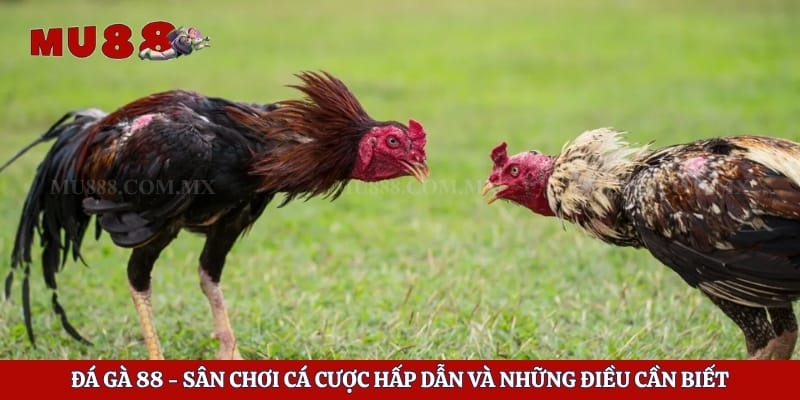 Đá Gà 88 - Sân Chơi Cá Cược Hấp Dẫn Và Những Điều Cần Biết 1 Đá Gà 88 - Sân Chơi Cá Cược Hấp Dẫn Và Những Điều Cần Biết