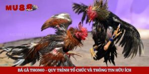 Đá Gà Thomo – Quy Trình Tổ Chức Và Thông Tin Hữu Ích