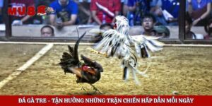 Đá Gà Tre – Tận Hưởng Những Trận Chiến Hấp Dẫn Mỗi Ngày