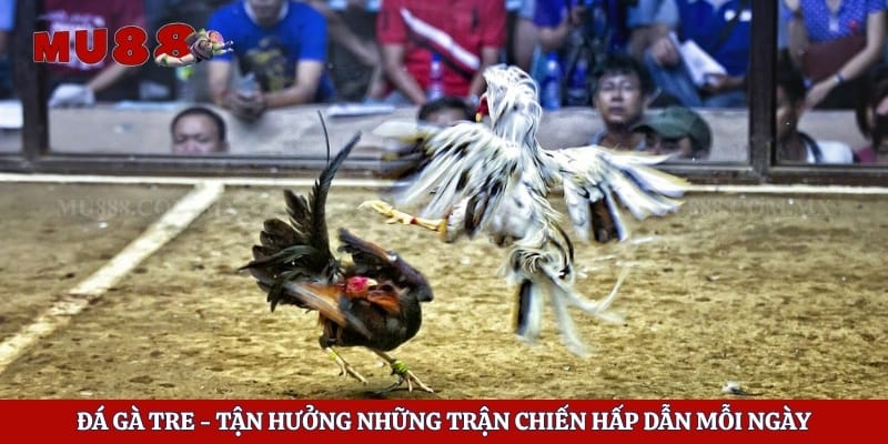 Đá Gà Tre - Tận Hưởng Những Trận Chiến Hấp Dẫn Mỗi Ngày 1 Đá gà tre - Tận Hưởng Những Trận Chiến Hấp Dẫn Mỗi Ngày