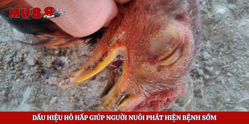 Dấu hiệu hô hấp giúp người nuôi phát hiện bệnh sớm