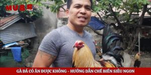 Gà Đá Có Ăn Được Không – Hướng Dẫn Chế Biến Siêu Ngon
