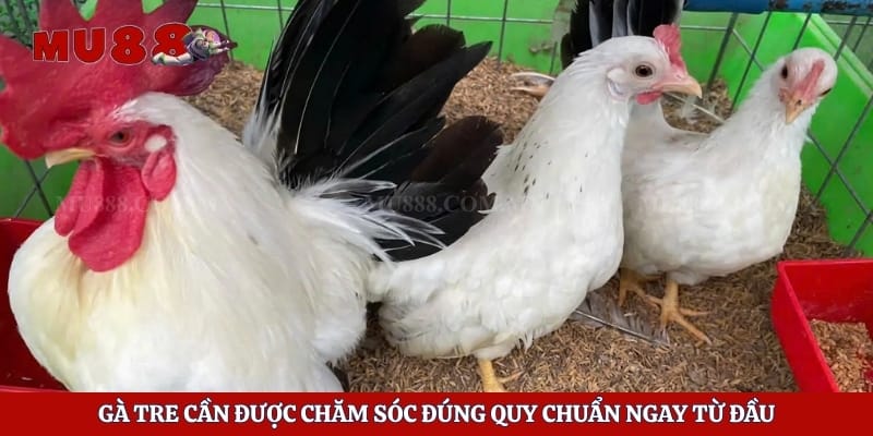 Cách Nuôi Gà Tre Đá - Bí Quyết Rèn Luyện Chiến Kê Khỏe Mạnh 2 Gà tre cần được chăm sóc đúng quy chuẩn ngay từ đầu