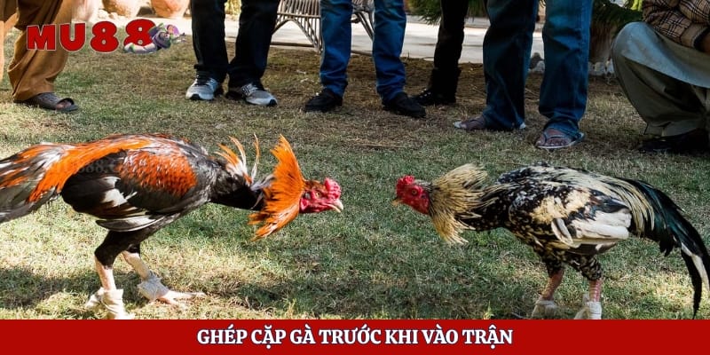 Đá Gà Thomo - Quy Trình Tổ Chức Và Thông Tin Hữu Ích 4 Ghép cặp gà trước khi vào trận