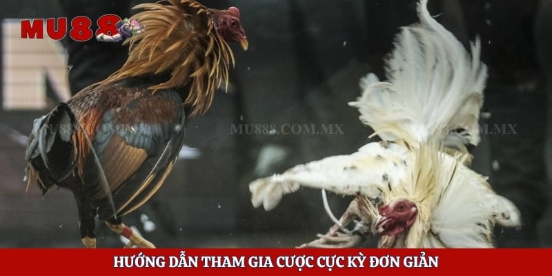 Đá Gà Tre - Tận Hưởng Những Trận Chiến Hấp Dẫn Mỗi Ngày 6 Hướng dẫn tham gia cược cực kỳ đơn giản