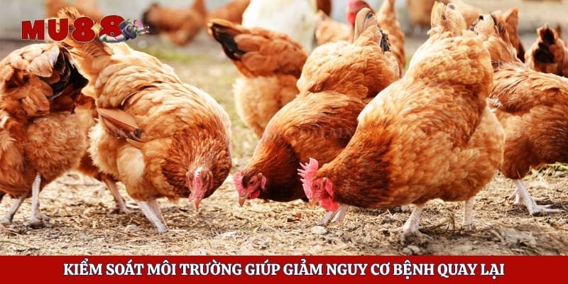 Kiểm soát môi trường giúp giảm nguy cơ bệnh quay lại
