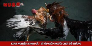 Kinh Nghiệm Chọn Gà – Bí Kíp Giúp Người Chơi Dễ Thắng