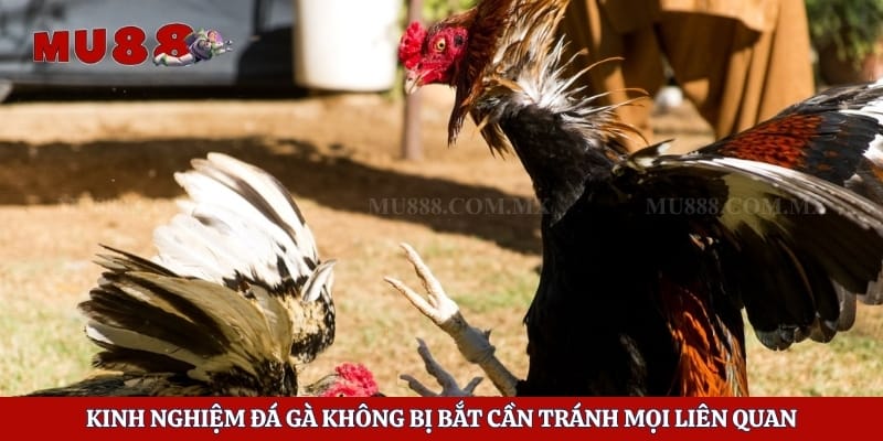 Kinh Nghiệm Đá Gà Không Bị Bắt Và Cách Tránh Rủi Ro 4 Kinh nghiệm đá gà không bị bắt cần tránh mọi liên quan