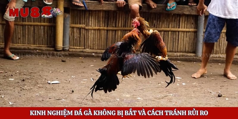 Kinh Nghiệm Đá Gà Không Bị Bắt Và Cách Tránh Rủi Ro 1 Kinh Nghiệm Đá Gà Không Bị Bắt Và Cách Tránh Rủi Ro
