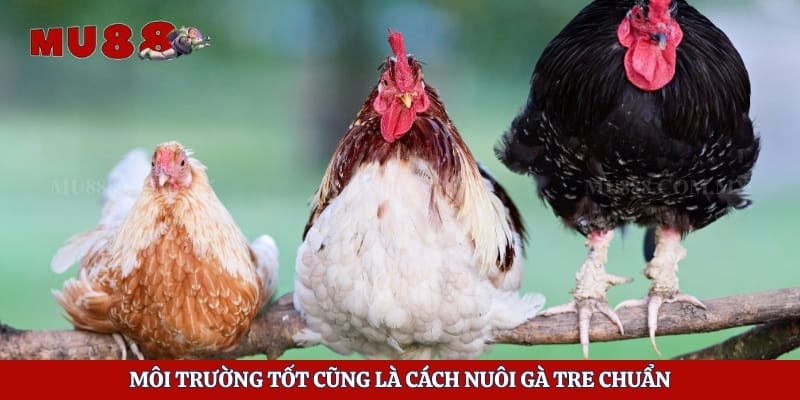 Cách Nuôi Gà Tre Đá - Bí Quyết Rèn Luyện Chiến Kê Khỏe Mạnh 4 Môi trường tốt cũng là cách nuôi gà tre chuẩn