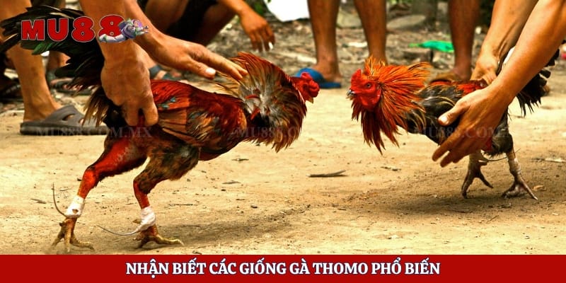Đá Gà Thomo - Quy Trình Tổ Chức Và Thông Tin Hữu Ích 6 Nhận biết các giống gà Thomo phổ biến