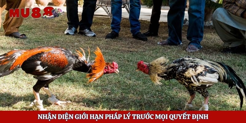 Kinh Nghiệm Đá Gà Không Bị Bắt Và Cách Tránh Rủi Ro 2 Nhận diện giới hạn pháp lý trước mọi quyết định