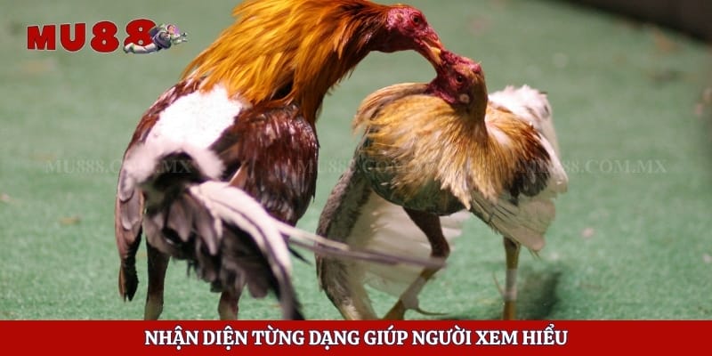 Đá Gà 88 - Sân Chơi Cá Cược Hấp Dẫn Và Những Điều Cần Biết 3 Nhận diện từng dạng giúp người xem hiểu