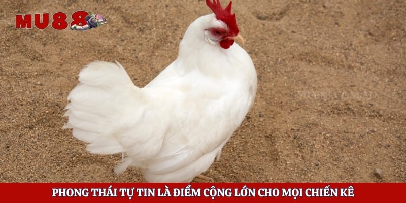 Cách Nuôi Gà Tre Đá - Bí Quyết Rèn Luyện Chiến Kê Khỏe Mạnh 5 Phong thái tự tin là điểm cộng lớn cho mọi chiến kê
