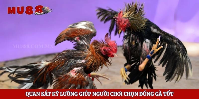 Quan sát kỹ lưỡng giúp người chơi chọn đúng gà tốt
