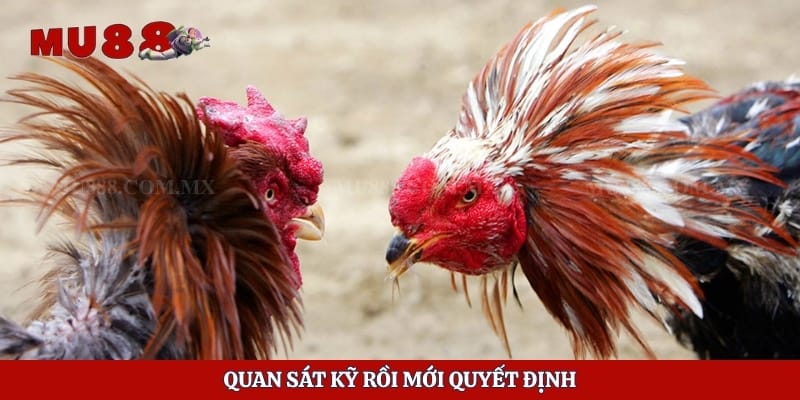 Đá Gà 88 - Sân Chơi Cá Cược Hấp Dẫn Và Những Điều Cần Biết 6 Quan sát kỹ rồi mới quyết định
