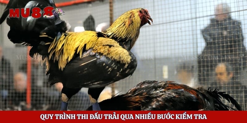 Đá Gà Thomo - Quy Trình Tổ Chức Và Thông Tin Hữu Ích 3 Quy trình thi đấu trải qua nhiều bước kiểm tra
