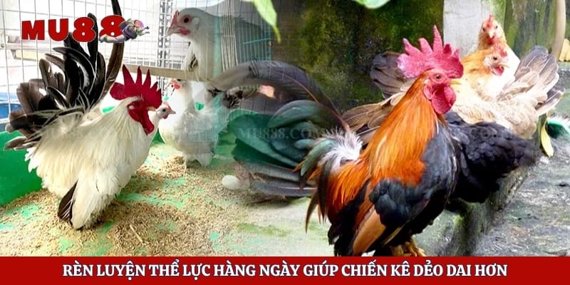 Cách Nuôi Gà Tre Đá - Bí Quyết Rèn Luyện Chiến Kê Khỏe Mạnh 3 Rèn luyện thể lực hàng ngày giúp chiến kê dẻo dai hơn