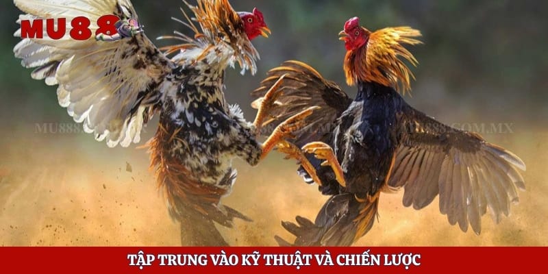 Đá Gà 88 - Sân Chơi Cá Cược Hấp Dẫn Và Những Điều Cần Biết 5 Tập trung vào kỹ thuật và chiến lược