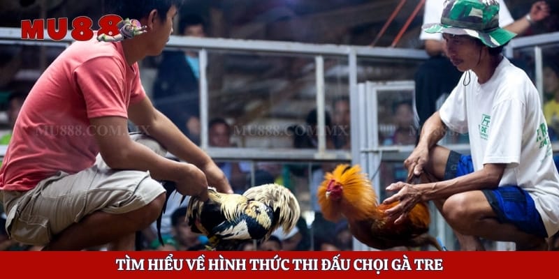 Đá Gà Tre - Tận Hưởng Những Trận Chiến Hấp Dẫn Mỗi Ngày 2 Tìm hiểu về hình thức thi đấu chọi gà tre