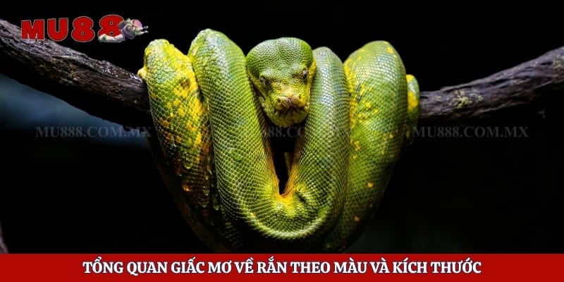 Tổng quan giấc mơ về rắn theo màu và kích thước