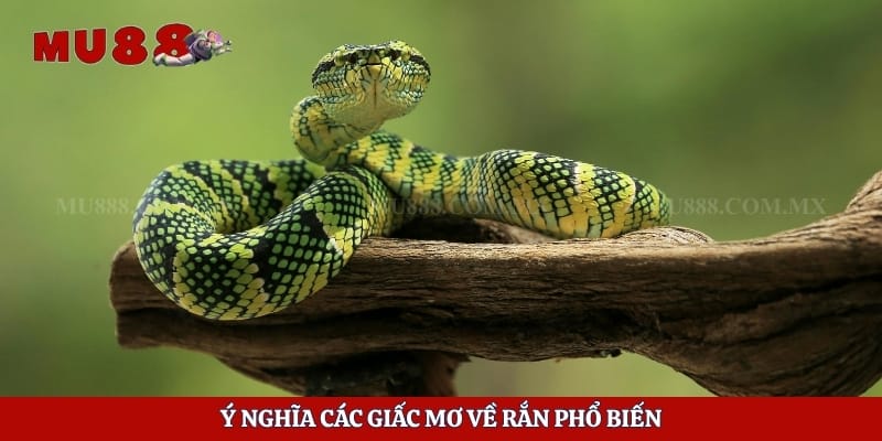 Ý nghĩa các giấc mơ về rắn phổ biến